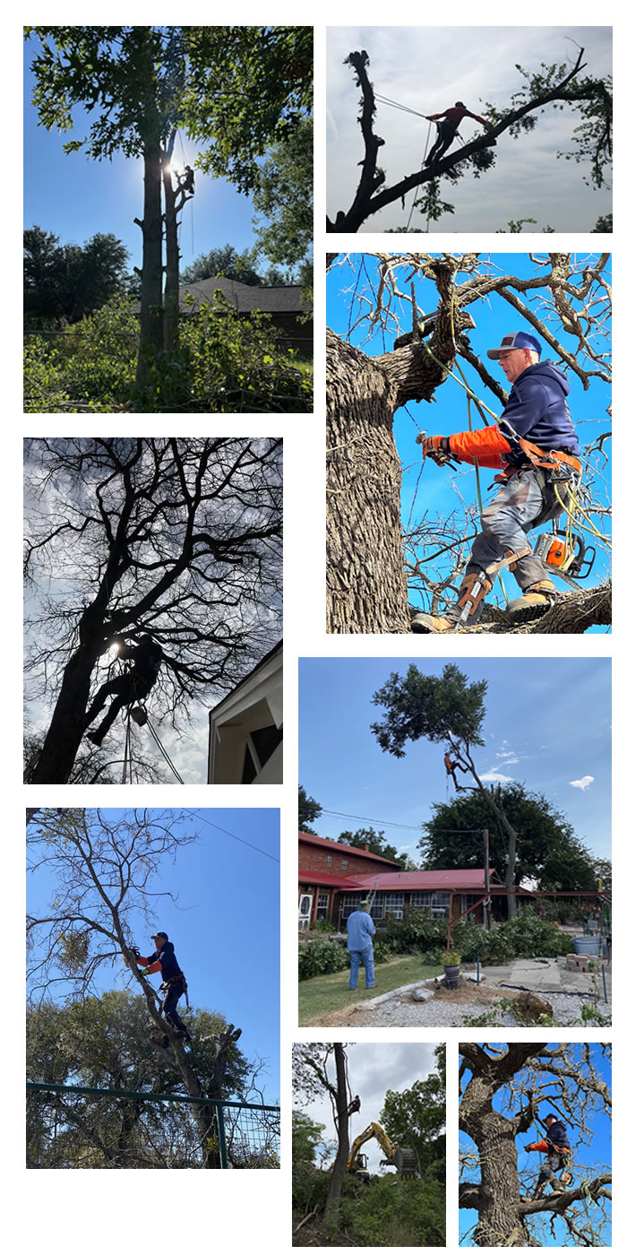 Tree Trimming Remy Tree Service